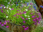 Foto Gartenblumen Einfassung Lobelien, Jahreslobelien, Hinter Lobelia , lila