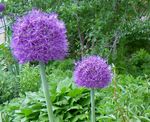 Photo les fleurs du jardin Oignon Ornement (Allium), pourpre