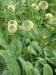 Photo les fleurs du jardin Oignon Ornement (Allium), vert