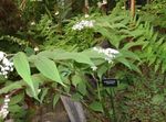 foto I fiori da giardino Falso Mughetto, Giglio Selvatico Della Valle, A Due Ante Sigillo Falso Di Salomone (Maianthemum), bianco