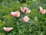 Oosterse Papaver