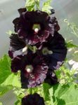 снимка Градински цветове Ружа (Alcea rosea), черно