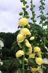 fotografie Zahradní květiny Hollyhock (Alcea rosea), žlutý