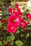 fotografie Zahradní květiny Hollyhock (Alcea rosea), červená