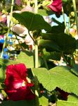 Foto Flores de jardín Malva Loca (Alcea rosea), vinoso