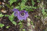 Photo les fleurs du jardin Pavot Bleu De L'himalaya (Meconopsis), pourpre