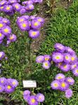 foto I fiori da giardino Margherita Mare, La Spiaggia Aster, Flebane (Erigeron glaucus), porpora