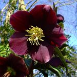fotografija Vrtno Cvetje Teloh, Postnem Rose (Helleborus), vino