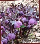 zdjęcie Ogrodowe Kwiaty Ciemiernik (Gelleborus) (Helleborus), purpurowy