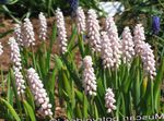 Foto Have Blomster Drue Hyacinth (Muscari), pink