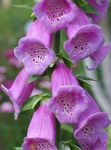 სურათი ბაღის ყვავილები Foxglove (Digitalis), იასამნისფერი