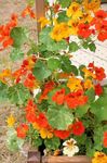 foto I fiori da giardino Nasturzio (Tropaeolum), arancione