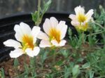Foto Gartenblumen Kapuzinerkresse (Tropaeolum), weiß
