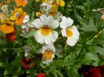 Foto Gartenblumen Kap Juwelen (Nemesia), weiß