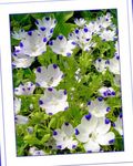 Foto Dārza Ziedi Nemophila, Bērnu Blue-Acis , balts