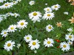 Foto Gartenblumen Ox-Eye Daisy, Shasta Gänseblümchen, Feld Gänseblümchen, Margerite, Mond Daisy (Leucanthemum), weiß