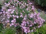 foto Flores do Jardim Acantholimon, Parcimônia Espinhoso , rosa