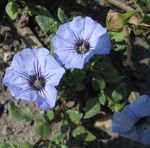 フォト 庭の花 Nolana , ライトブルー