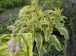 Foto Gartenblumen Beinwell (Symphytum), hellblau