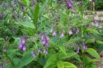 Photo les fleurs du jardin Consoude (Symphytum), lilas