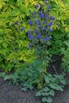 foto Flores do Jardim Columbine Flabellata, Aquilégia Europeu (Aquilegia), azul