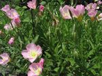 フォト 庭の花 白キンポウゲ、淡い月見草 (Oenothera), ピンク