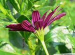 fotografie Gradina Flori Daisy African, Pelerină Daisy (Osteospermum), burgundia