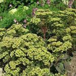 Фото Садовые Цветы Очитник видный (Hylotelephium spectabile), зеленый