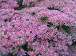 Photo les fleurs du jardin Orpin Voyantes (Hylotelephium spectabile), lilas
