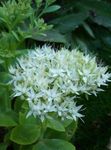 fotografie Záhradné kvety Nápadné Rozchodník (Hylotelephium spectabile), biely