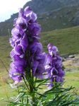 Fil Trädgårdsblommor Stormhatt (Aconitum), violett