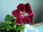fotografie Zahradní květiny S Kapucí-List Pelargonie, Pelargonium Strom, Wilde Malva , vinný