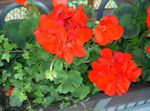 fotografie Záhradné kvety S Kapucňou-List Pelargónie, Pelargonium Strom, Wilde Malva , červená