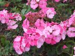 フォト 庭の花 フード付き葉ペラルゴニウム、ツリーペラルゴニウム、ワイルドマルバ (Pelargonium), ピンク