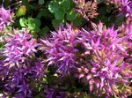 foto Flores do Jardim Stonecrop (Sedum), lilás