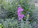 Photo Garden Flowers Foothill Penstemon, Chaparral Penstemon, Bunchleaf Penstemon (Penstemon x hybr,), lilac