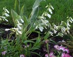 foto Flores do Jardim Penstemon Oriental, Beardtongue Peludo , branco