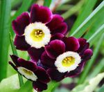 Фото Садовые Цветы Примула (Primula), бордовый