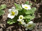 fotografie Zahradní květiny Petrklíč (Primula), bílá