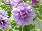 Foto Have Blomster Petunia , lilla