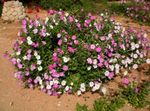 Фото Садовые Цветы Петунья (Petunia), розовый