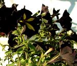 fotografie Záhradné kvety Petúnie (Petunia), čierna