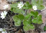 Fil Trädgårdsblommor Blåsippor, Levermossa, Roundlobe Hepatica (Hepatica nobilis, Anemone hepatica), vit