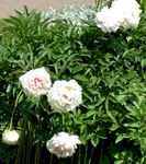 სურათი ბაღის ყვავილები პეონი (Paeonia), თეთრი