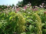 Фото Садовые Цветы Амарант хвостатый (Amaranthus caudatus), зеленый