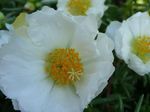 Foto Flores de jardín Planta Sol, Verdolaga, Musgo Subió (Portulaca grandiflora), blanco