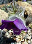 fotografija Vrtno Cvetje Kosmatinec (Pulsatilla), vijolična