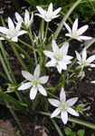 fotografija Vrtno Cvetje Zvezda-Of-Betlehema (Ornithogalum), bela