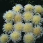 フォト 庭の花 Amberboa、甘いスルタン , 黄