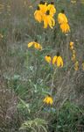 სურათი ბაღის ყვავილები იტალიური ქუდი, ნაცრისფერი ხელმძღვანელობდა Coneflower, თავდაყირა Prairie Coneflower, ყვითელი Coneflower, წითელი ქუდები (Ratibida), ყვითელი